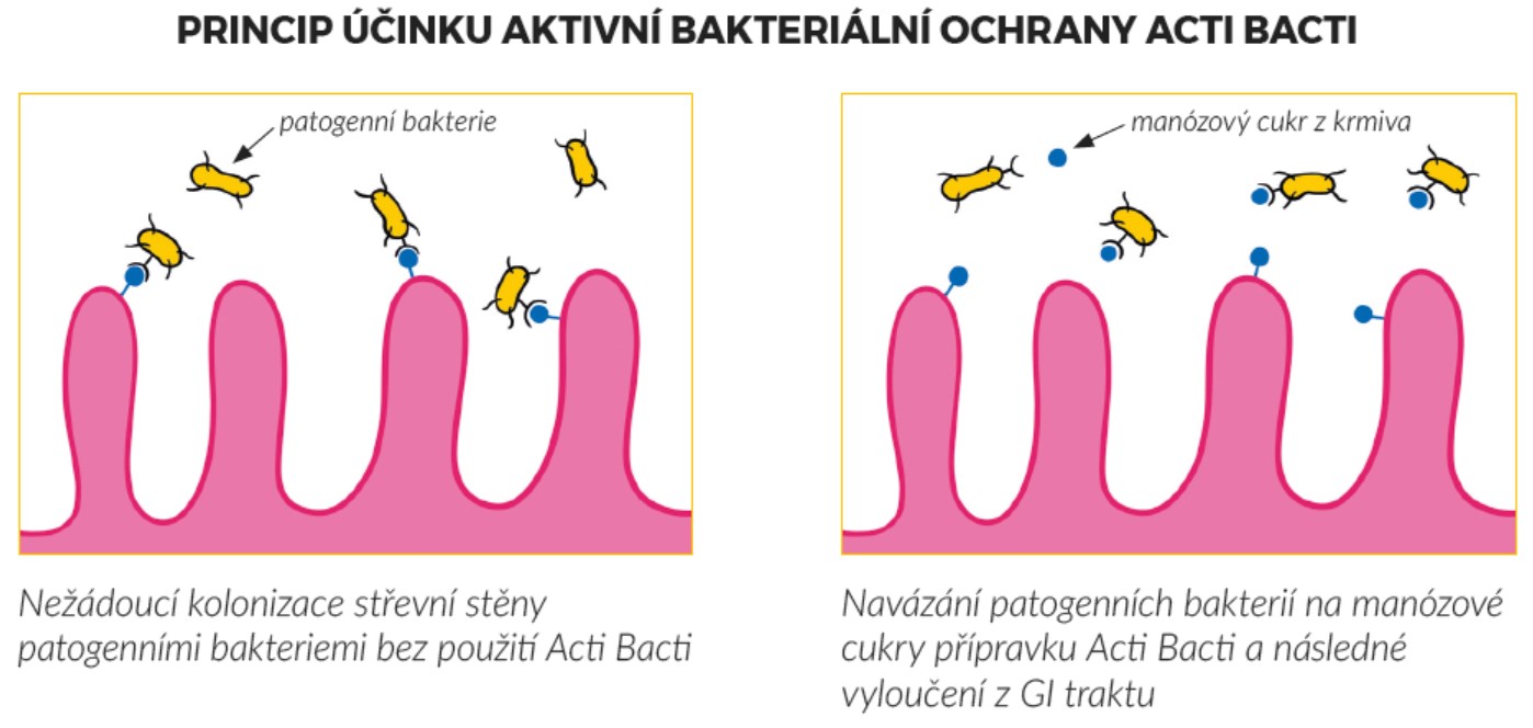 acti1.jpg