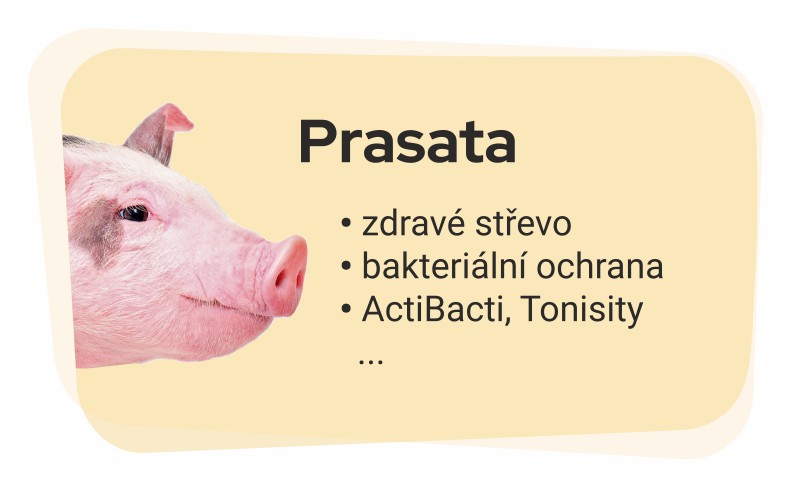 Prasata